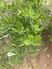 Commiphora pyracanthoides