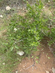 Commiphora pyracanthoides