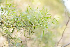 Acacia leprosa