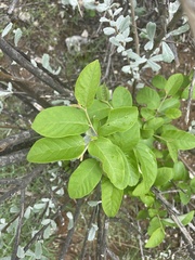 Croton menyharthii