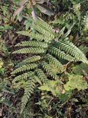 Arachniodes rhomboidea