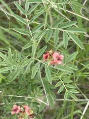 Indigastrum costatum