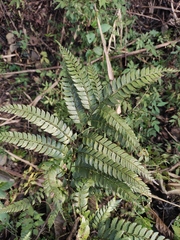 Arachniodes rhomboidea