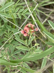 Indigastrum costatum