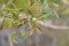Acacia leprosa