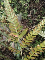 Arachniodes rhomboidea