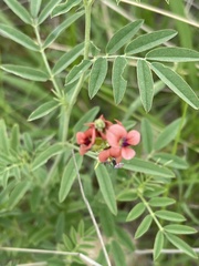 Indigastrum costatum