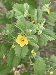 Sida chrysantha