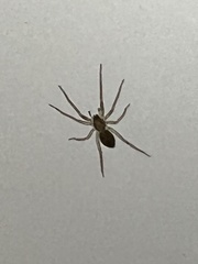 Dolomedes fimbriatus