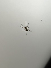 Dolomedes fimbriatus