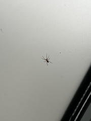 Dolomedes fimbriatus