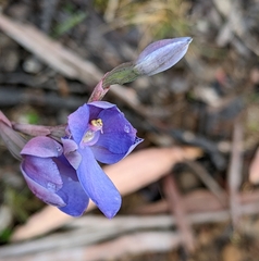 Thelymitra erosa