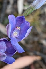 Thelymitra erosa