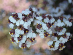 Eriocephalus brevifolius