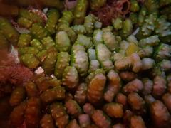 Isaurus tuberculatus