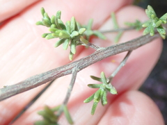 Eriocephalus brevifolius