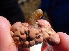 Isaurus tuberculatus