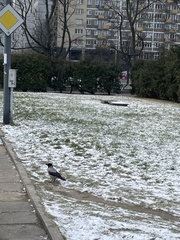 Corvus cornix
