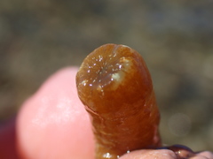 Isaurus tuberculatus