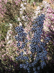 Eriocephalus brevifolius