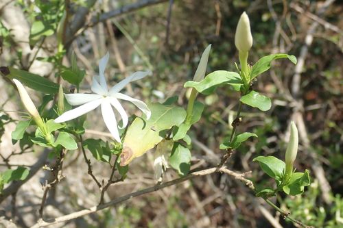 Image of Jasminum multipartitum by no rights reserved