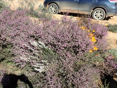 Eriocephalus brevifolius