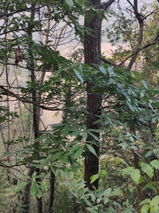 Machilus leptophylla