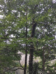 Machilus leptophylla