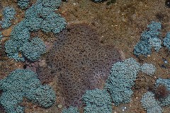 Anomastraea irregularis