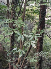 Machilus leptophylla
