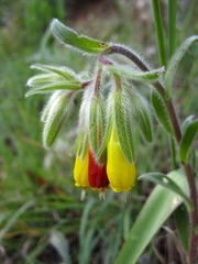 Onosma frutescens