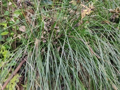 Carex brunnea