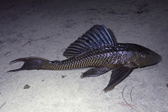 Pterygoplichthys