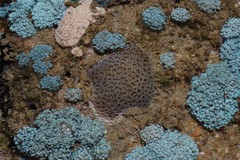 Anomastraea irregularis