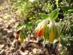 Onosma frutescens