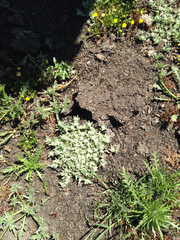 Psilocarphus brevissimus multiflorus