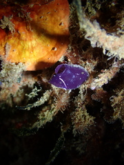 Clavelina meridionalis