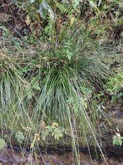 Carex brunnea