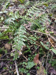 Dryopteris championii