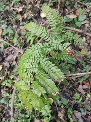 Dryopteris championii