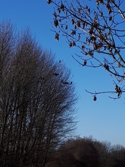 Phalacrocorax carbo