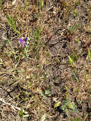 Bromus hordeaceus