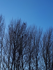 Phalacrocorax carbo