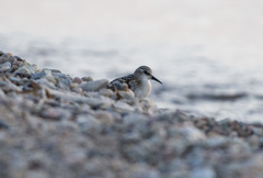 Calidris minuta