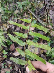 Microlepia marginata
