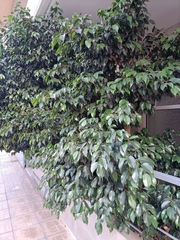 Ficus benjamina