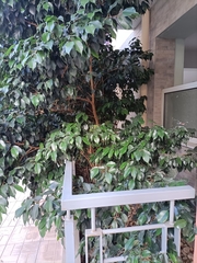Ficus benjamina