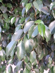 Ficus benjamina