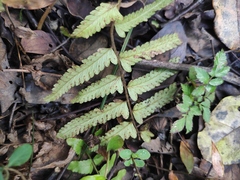 Microlepia marginata