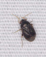 Phoenicocoris